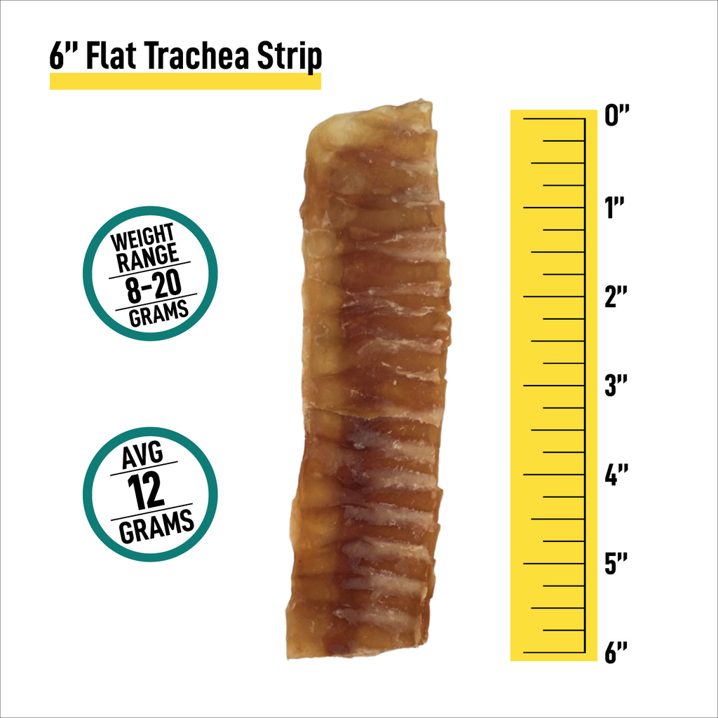 6" Trachea Flats - 12 Count