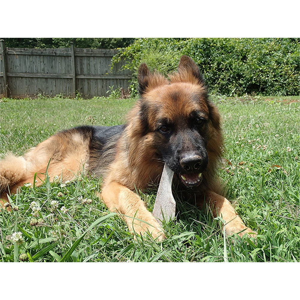 K9warehouse Elk Antlers For Dogs - Made in USA - Split and Whole - K9warehouse Elk Antlers For Dogs - Made in USA - Split and Whole - K9warehouse.com