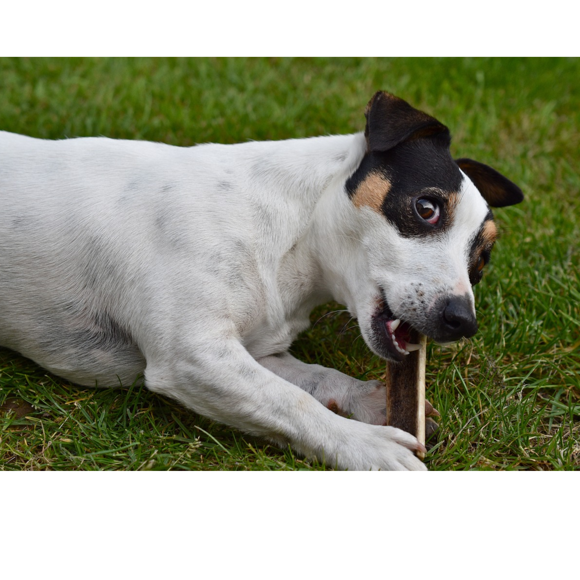 K9warehouse Elk Antlers For Dogs - Made in USA - Split and Whole - K9warehouse Elk Antlers For Dogs - Made in USA - Split and Whole - K9warehouse.com