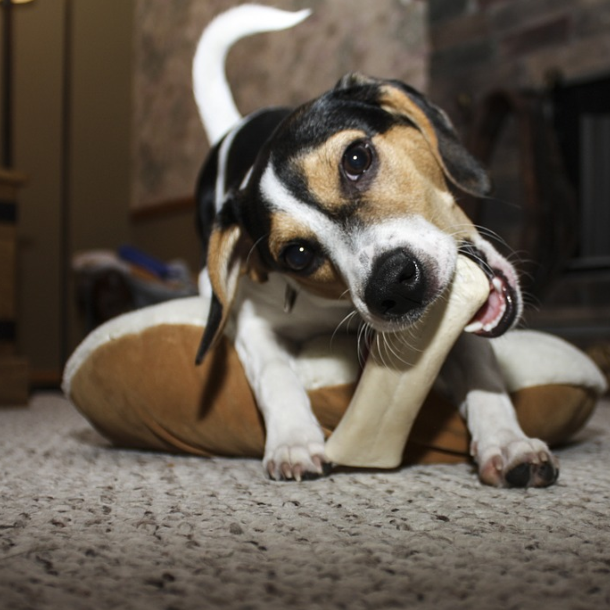 K9warehouse Elk Antlers For Dogs - Made in USA - Split and Whole - K9warehouse Elk Antlers For Dogs - Made in USA - Split and Whole - K9warehouse.com